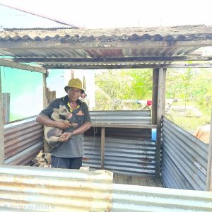 Bukti Cinta Presiden Prabowo untuk Papua Bantuan Ternak Babi Sehat Tiba di Kampung Malagai Sorong