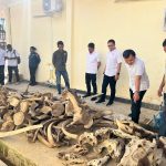 Polda PBD Tetapkan MN Tersangka Perdagangan Satwa Dilindungi