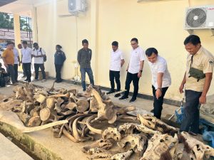 Polda PBD Tetapkan MN Tersangka Perdagangan Satwa Dilindungi