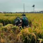 Yonif TP 806/Satya Inyomusi Genjot Lahan Tidur, 3 Hektar Sawah Berhasil Dipanen