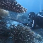 Polisi Selidiki Dugaan Perburuan Penyu Sisik oleh WNA Tiongkok di Kawasan Konservasi Raja Ampat