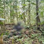 Kontak Tembak di Maybrat, Tiga Anggota Kelompok Bersenjata OPM Dilaporkan Tewas